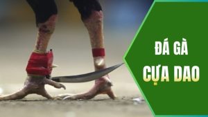 đá gà cựa dao